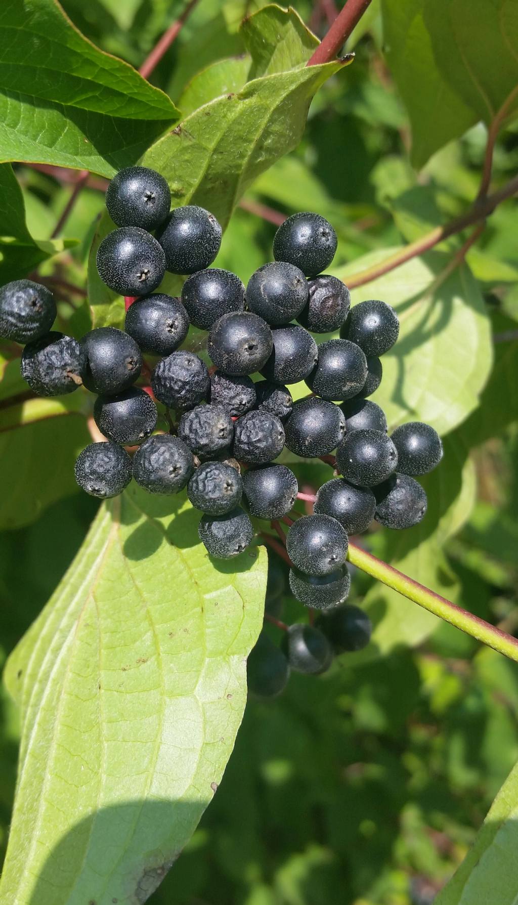 Corniolo sanguinello? si, Cornus sanguinea